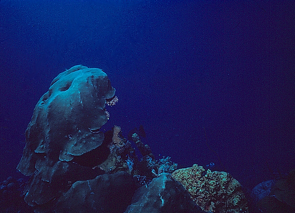 Coral Reef | a scary? coral formation on the reef | underwater photography | underwater world | underwater life | reef life | salt life