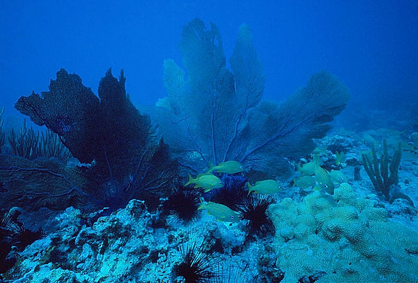 Sea Fans | two large and beautiful sea fans with a school of fish in front on the coral reef | underwater photography | underwater world | reef life