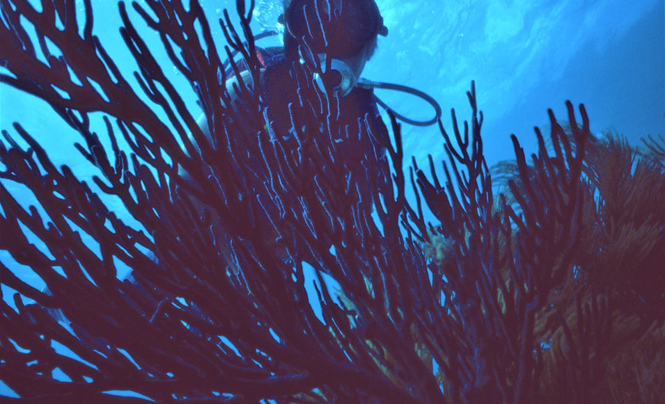 Peek-A-Boo | Coral Reef | Sea Fan | nature photography | nature | Florida Keys