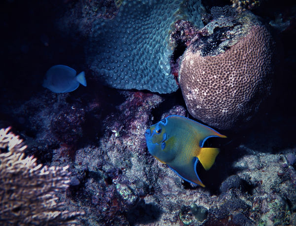 Sleepy| Queen Angel Fish |