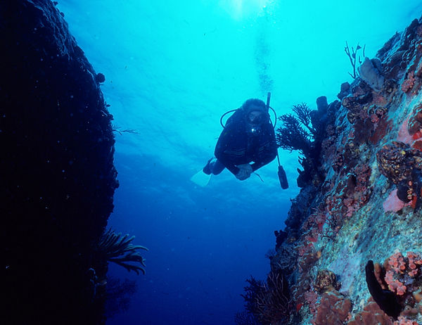 Exploring the Reef | a diver, dad, swimming between the corals |underwater photography | underwater world | loved the sea
