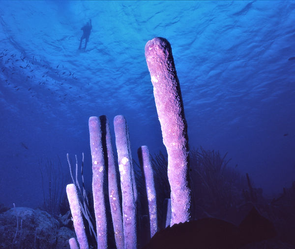 | underwater | underwater life | underwater photography | underwater world | undersea | undersea life | undersea world | florida keys | florida keys life | nature | nature photography | uw photography | diving photography | scuba diving photos | scuba diving magazine | diving magazine | coral | coral reef