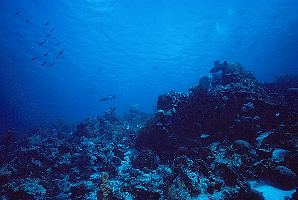 The Reef | the reef in blues with a school of fish | underwater photography | underwater world | underwater life | reef life | coral reef | salt life