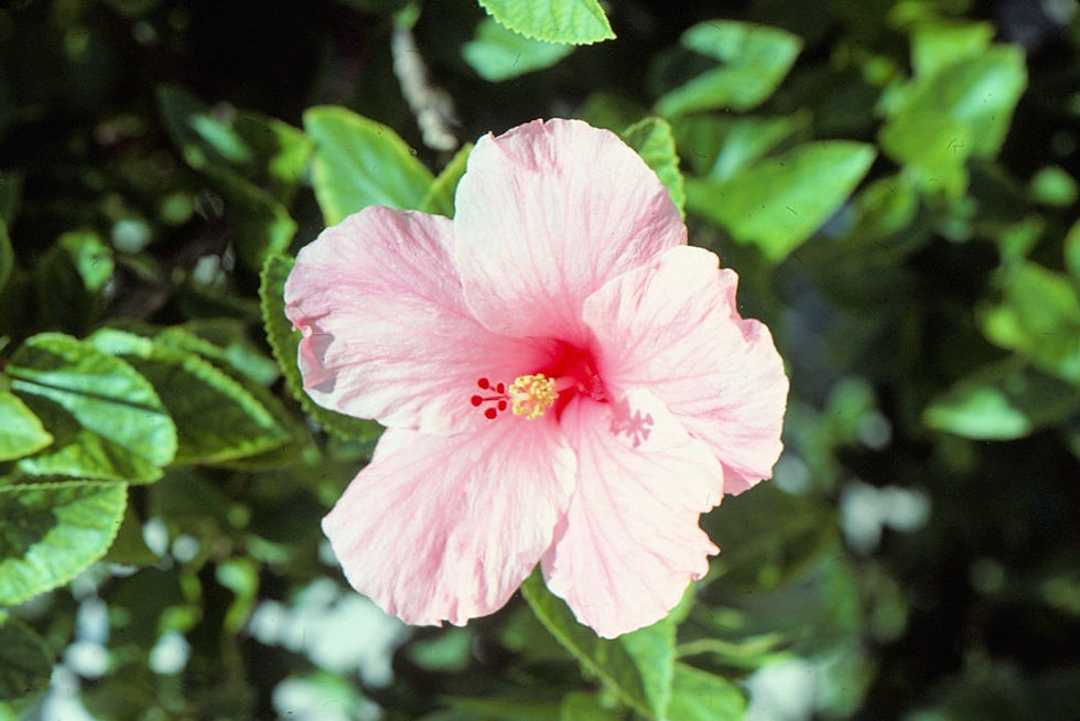 Pink Hibiscus |pink hibiscus against green leaves| flowers |nature