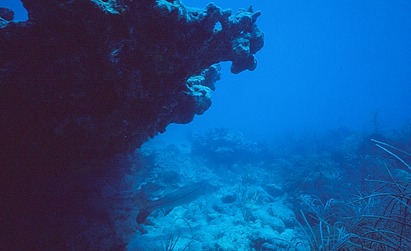 Godzilla, Pete's Dragon or Sea Horse Head| coral reef formation that looks like godzilla | underwater photography | underwater world | underwater life | godzilla | pete's dragon |sea horse | coral reef | reef life | salt life