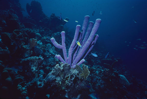 Purple tubes | purple tube sponges on the deep blue reef | underwater | underwater life | underwater photography | underwater world | undersea | undersea life | undersea world | florida keys | florida keys life | nature | nature photography | uw photography | diving photography | scuba diving photos | scuba diving magazine | diving magazine | coral | coral reef | diver |
