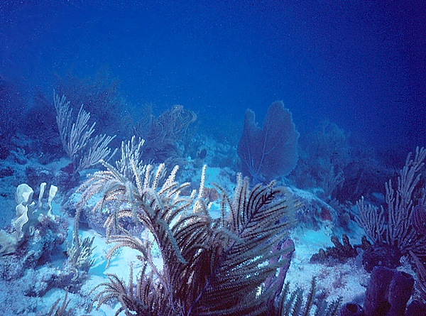What is finer? | soft coral garden view| underwater photography | underwater world | nature photography | reef life