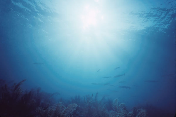 Here Comes the Sun | underwater | underwater life | underwater photography | underwater world | undersea | undersea life | undersea world | florida keys | florida keys life | nature | nature photography | uw photography | diving photography | scuba diving photos | scuba diving magazine | diving magazine | coral | coral reef | diver |