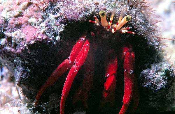 Oh, a Hermit | a hermit crab peeking out from his shell to see what is happening on the reef | underwater photography | underwater world | underwater life | hermit crab | don't be crabby | coral reef | reef life | salt life