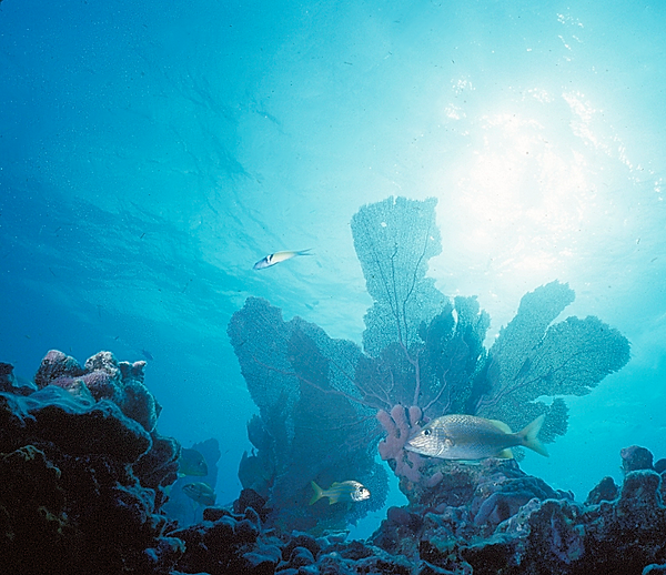 Here Comes the Sun | a huge sea fan backlight by the sun shining through the water with a few fish in sight | underwater photography | underwater world | underwater life | reef life | salt life