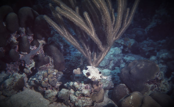 Little Puffer Fish | underwater | underwater life | underwater photography | underwater world | undersea | undersea life | undersea world | florida keys | florida keys life | nature | nature photography | uw photography | diving photography | scuba diving photos | scuba diving magazine | diving magazine | coral | coral reef | diver |