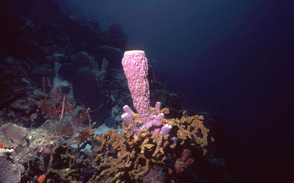 Pretty in Pinkish | underwater | underwater life | underwater photography | underwater world