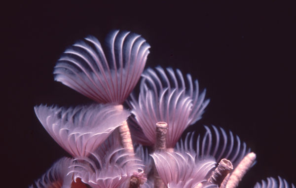 Feather Duster 2| feather duster worm | purple | underwater | underwater life | underwater photography | underwater world | undersea | undersea life | undersea world | florida keys | florida keys life | nature | nature photography | uw photography | diving photography | scuba diving photos | scuba diving magazine | diving magazine | coral | coral reef | diver |