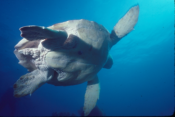 Turtle - Down Under | a sea turtle as seen from below with sea blue backdrop | underwater photography | underwater world | underwater life | reef life | sale life | turtles | turtle love | turtle power