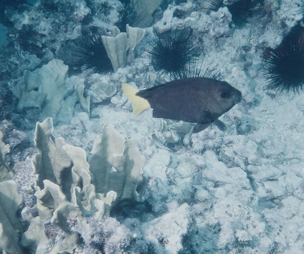 Is This a Desert?| bland reef with tropical fish | underwater | underwater life | underwater photography | underwater world | undersea | undersea life | undersea world | florida keys | florida keys life | nature | nature photography | uw photography | diving photography | scuba diving photos | scuba diving magazine | diving magazine | coral | coral reef | diver |