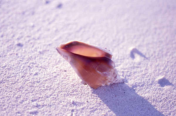 Conch Shell | underwater | underwater life | underwater photography | underwater world | undersea | undersea life | undersea world | florida keys | florida keys life | nature | nature photography | uw photography | diving photography | scuba diving photos | scuba diving magazine | diving magazine | coral | coral reef | diver |seashells
