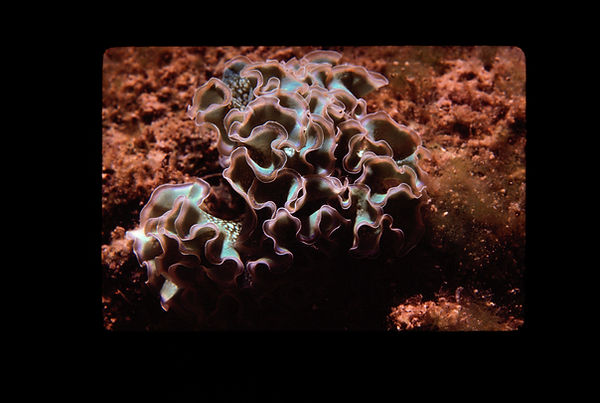 What is it | sea creature in browns and whites against a reddish orange background| underwater photography