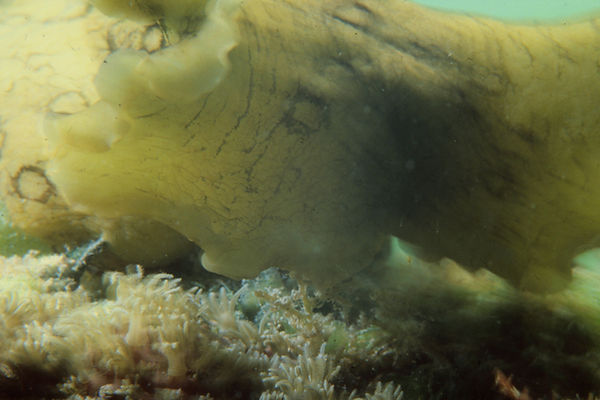 What is it?| perhaps a portion of a nudibranch on coral? | underwater photography | underwater world | deep sea mystery