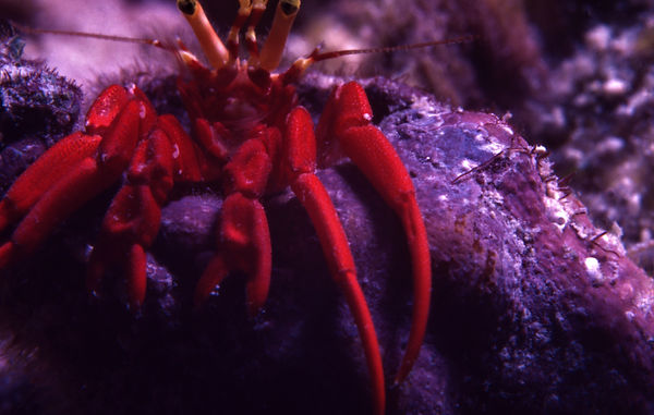 Red Crab | underwater | underwater life | underwater photography | underwater world | undersea | undersea life | undersea world | florida keys | florida keys life | nature | nature photography | uw photography | diving photography | scuba diving photos | scuba diving magazine | diving magazine | coral | coral reef | diver |