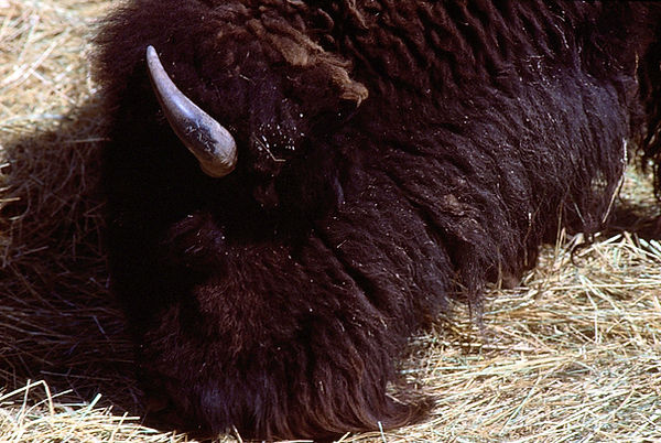 Wooly Bully|a buffalo head eating straw|zoovisit|zoo|giraffe|buffalo