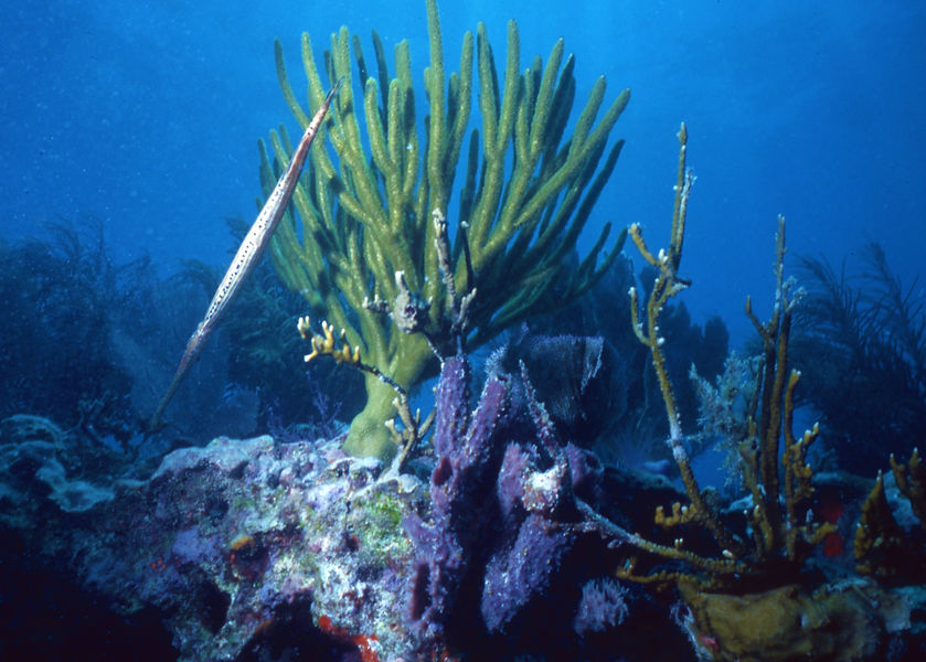 | underwater | underwater life | underwater photography | underwater world | undersea | undersea life | undersea world | florida keys | florida keys life | nature | nature photography | uw photography | diving photography | scuba diving photos | scuba diving magazine | diving magazine | coral | coral reef | trumpet fish | green fan