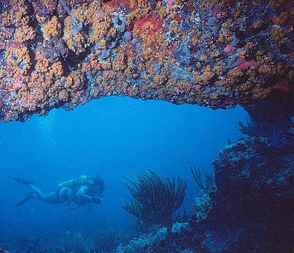 Just a Peek | a peek of the coral arch with its wonderful oranges and reds with a diver swimming past | underwater photography | underwater world | underwater life | coral reef | reef life | salt life