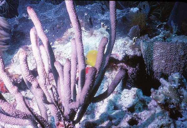 I see you! | yellow butterfly fish hiding in corals with his sea urchin pal on the side | underwater | underwater life | underwater photography | underwater world | undersea | undersea life | undersea world | florida keys | florida keys life | nature | nature photography | uw photography | diving photography | scuba diving photos | scuba diving magazine | diving magazine | coral | coral reef | diver |