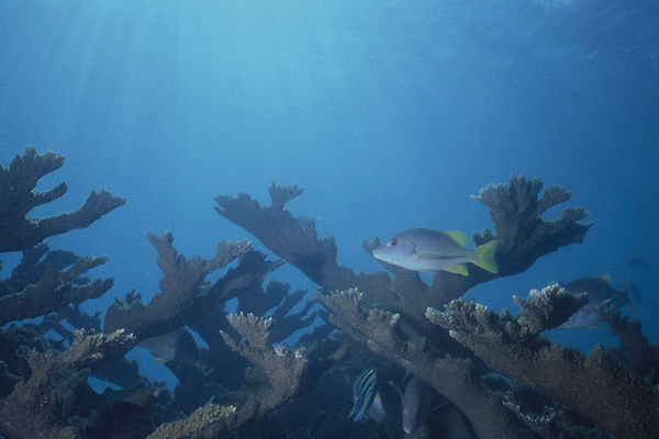 Just Passing Through| staghorn coral against blue sea with sun rays shining through and tropical fish| underwater | underwater life | underwater photography | underwater world | undersea | undersea life | undersea world | florida keys | florida keys life | nature | nature photography | uw photography | diving photography | scuba diving photos | scuba diving magazine | diving magazine | coral | coral reef | diver |