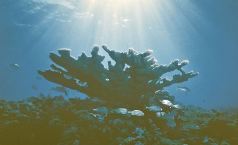 | underwater | underwater life | underwater photography | underwater world | undersea | undersea life | undersea world | florida keys | florida keys life | nature | nature photography | uw photography | diving photography | scuba diving photos | scuba diving magazine | diving magazine | coral | coral reef