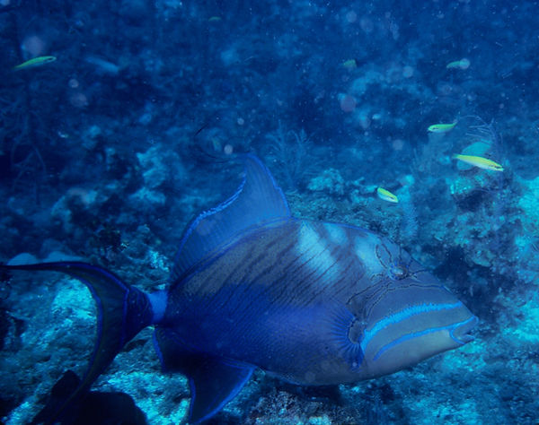 Trigger | a trigger fish in the blues of the sea | underwater photography | underwater world | trigger fish