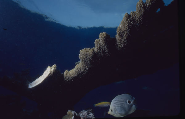 What a cutie! | tropical fish in blue water on a coral reef| | underwater | underwater life | underwater photography | underwater world | undersea | undersea life | undersea world | florida keys | florida keys life | nature | nature photography | uw photography | diving photography | scuba diving photos | scuba diving magazine | diving magazine | coral | coral reef | diver |