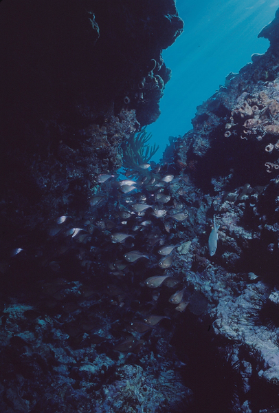 Sweepers | sweepers, probabably glassy sweepers swimming on the reef || underwater | underwater life | underwater photography | underwater world | undersea | undersea life | undersea world | florida keys | florida keys life | nature | nature photography | uw photography | diving photography | scuba diving photos | scuba diving magazine | diving magazine | coral | coral reef | diver |
