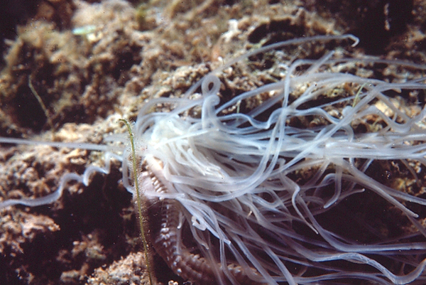 Wispy | wispy anemone? with wild "|hair" on the coral reef | underwater photography |underwater world | underwater life | coral reef | reef life | salt life