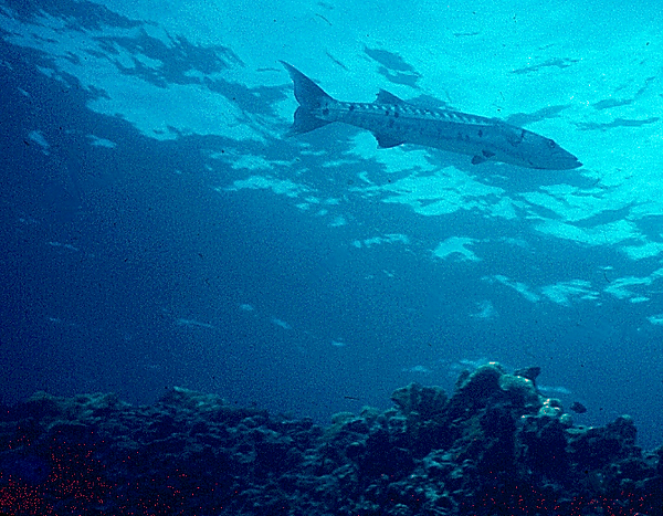 Barracuda! | a single barracuda swimming in the Florida Keys on the reef | underwater photography | underwater world | barracuda | reef life