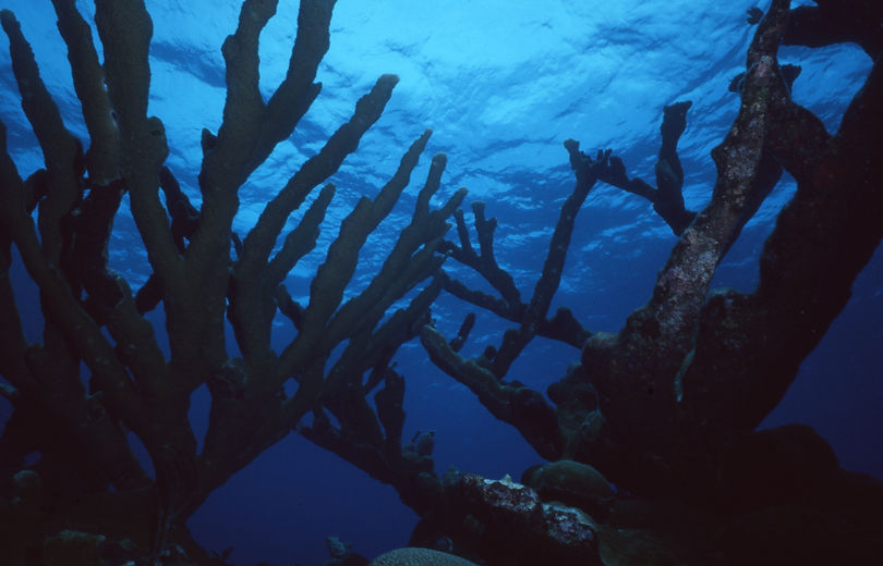 | underwater | underwater life | underwater photography | underwater world | undersea | undersea life | undersea world | florida keys | florida keys life | nature | nature photography | uw photography | diving photography | scuba diving photos | scuba diving magazine | diving magazine | Coral Reef