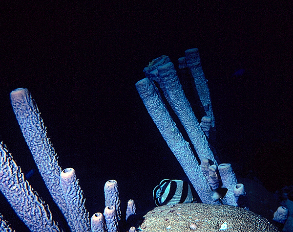 Reef at Night | a shot of tube sponges, coral and a butterfly fish at night | underwater photography | underwater world | reef life | memories for life