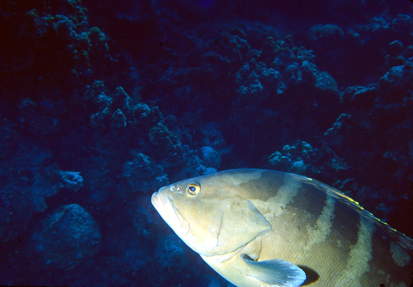 Grouper Talk | head shot of a grouper against a deep blue background and a hint of coral reef | underwater | underwater life | underwater photography | underwater world | undersea | undersea life | undersea world | florida keys | florida keys life | nature | nature photography | uw photography | diving photography | scuba diving photos | scuba diving magazine | diving magazine | coral | coral reef | diver |