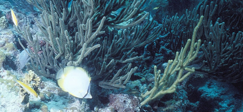 | underwater | underwater life | underwater photography | underwater world | undersea | undersea life | undersea world | florida keys | florida keys life | nature | nature photography | uw photography | diving photography | scuba diving photos | scuba diving magazine | diving magazine | coral | coral reef | diver |