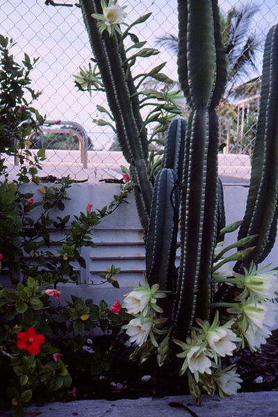 Cactus Blooms?| white blooms around a cactus at the Miami Zoo in the 1980s|flowers |nature