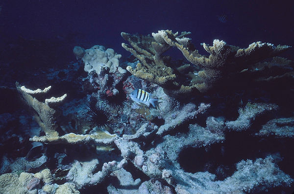 Sargeant-Major Fish on the reef | underwater | underwater life | underwater photography | underwater world | undersea | undersea life | undersea world | florida keys | florida keys life | nature | nature photography | uw photography | diving photography | scuba diving photos | scuba diving magazine | diving magazine | coral | coral reef | diver |
