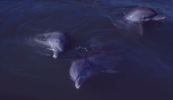 Dolphin Trio| a trio of dolphins at Flipper's Sea School| underwater | underwater life | underwater photography | underwater world | undersea | undersea life | undersea world | florida keys | florida keys life | nature | nature photography | uw photogra phy | diving photography | scuba diving photos | scuba diving magazine | diving magazine | coral | coral reef | diver |