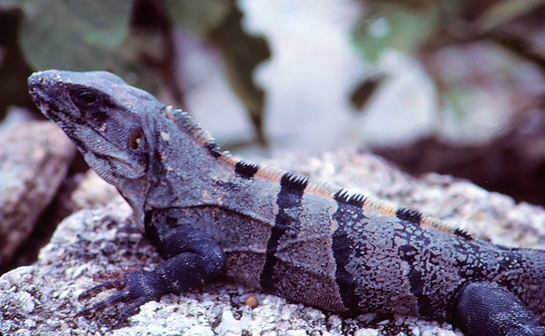 Iguana on a Rock| a stately pose by an iguana sitting on a rock|zoovisit|zoo|iguana