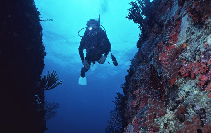 | underwater | underwater life | underwater photography | underwater world | undersea | undersea life | undersea world | florida keys | florida keys life | nature | nature photography | uw photography | diving photography | scuba diving photos | scuba diving magazine | diving magazine | coral | coral reef | blue | red