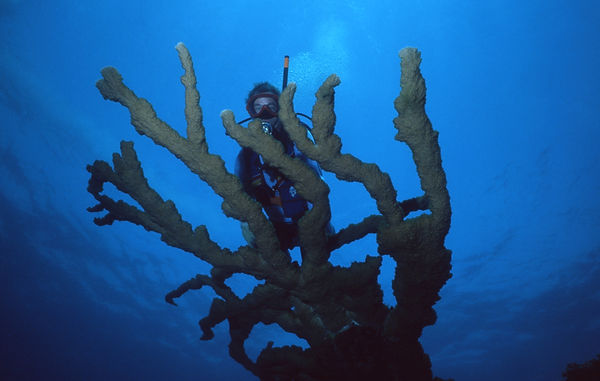 | underwater | underwater life | underwater photography | underwater world | undersea | undersea life | undersea world | florida keys | florida keys life | nature | nature photography | uw photography | diving photography | scuba diving photos | scuba diving magazine | diving magazine | coral | coral reef | diver