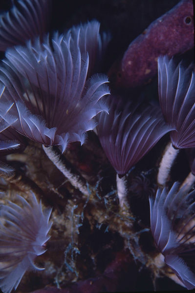Feather Dusters in the Current | feather dusters swaying in the current | underwater | underwater life | underwater photography | underwater world | undersea | undersea life | undersea world | florida keys | florida keys life | nature | nature photography | uw photography | diving photography | scuba diving photos | scuba diving magazine | diving magazine | coral | coral reef | diver |