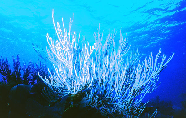 | underwater | underwater life | underwater photography | underwater world | undersea | undersea life | undersea world | florida keys | florida keys life | nature | nature photography | uw photography | diving photography | scuba diving photos | scuba diving magazine | diving magazine | coral | coral reef