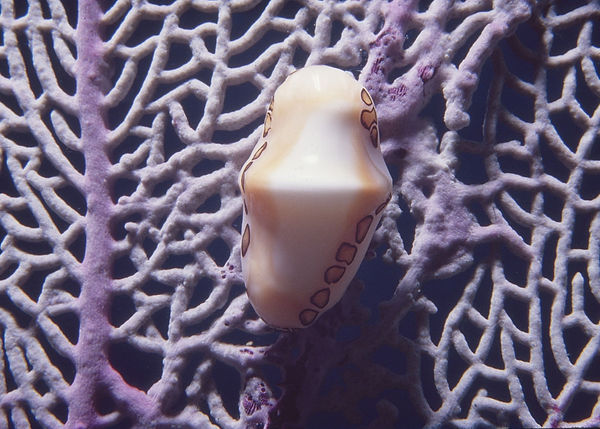 Flamingo Tongue Snail | flamingo tongue snail on purple sea fan | underwater | underwater life | underwater photography | underwater world | undersea | undersea life | undersea world | florida keys | florida keys life | nature | nature photography | uw photography | diving photography | scuba diving photos | scuba diving magazine | diving magazine | coral | coral reef | diver |
