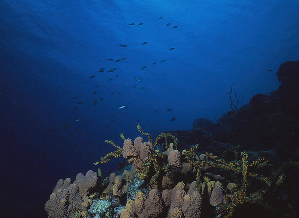 Seascape | school of fish swimming at the coral reef || underwater | underwater life | underwater photography | underwater world | undersea | undersea life | undersea world | florida keys | florida keys life | nature | nature photography | uw photography | diving photography | scuba diving photos | scuba diving magazine | diving magazine | coral | coral reef | diver |