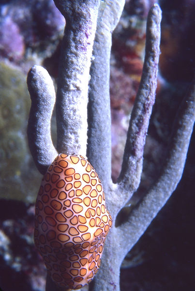 Flamingo Tongue Snail in a Tree? | flomingo tongue snail on a coral that looks like a tree | underwater | underwater life | underwater photography | underwater world | undersea | undersea life | undersea world | florida keys | florida keys life | nature | nature photography | uw photography | diving photography | scuba diving photos | scuba diving magazine | diving magazine | coral | coral reef | diver |
