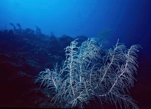 Sea Fan Blues| sea fam highlighted against shadowy reef and blue sea | underwater | underwater life | underwater photography | underwater world | undersea | undersea life | undersea world | florida keys | florida keys life | nature | nature photography | uw photography | diving photography | scuba diving photos | scuba diving magazine | diving magazine | coral | coral reef | diver |